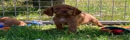 Cocker Spaniel dogs for sale: Cocker Spaniel puppies  - Advert 2