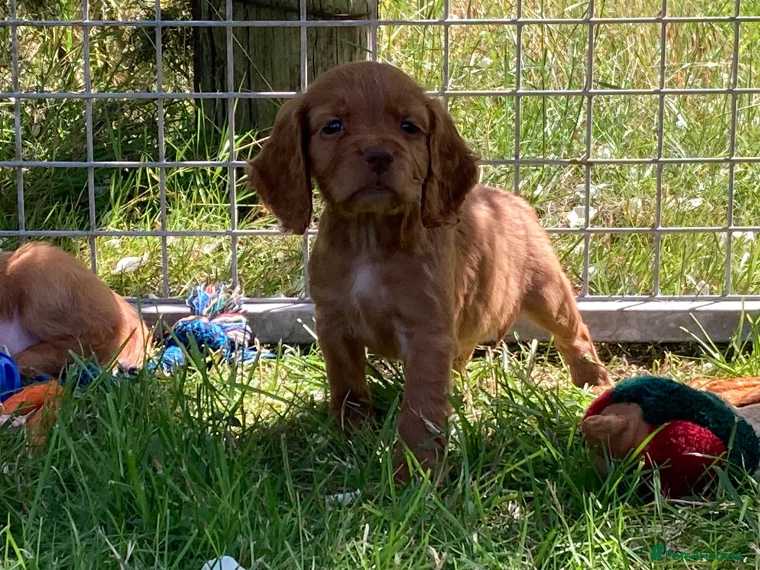 Cocker Spaniel dogs for sale: Cocker Spaniel puppies  - Advert 2