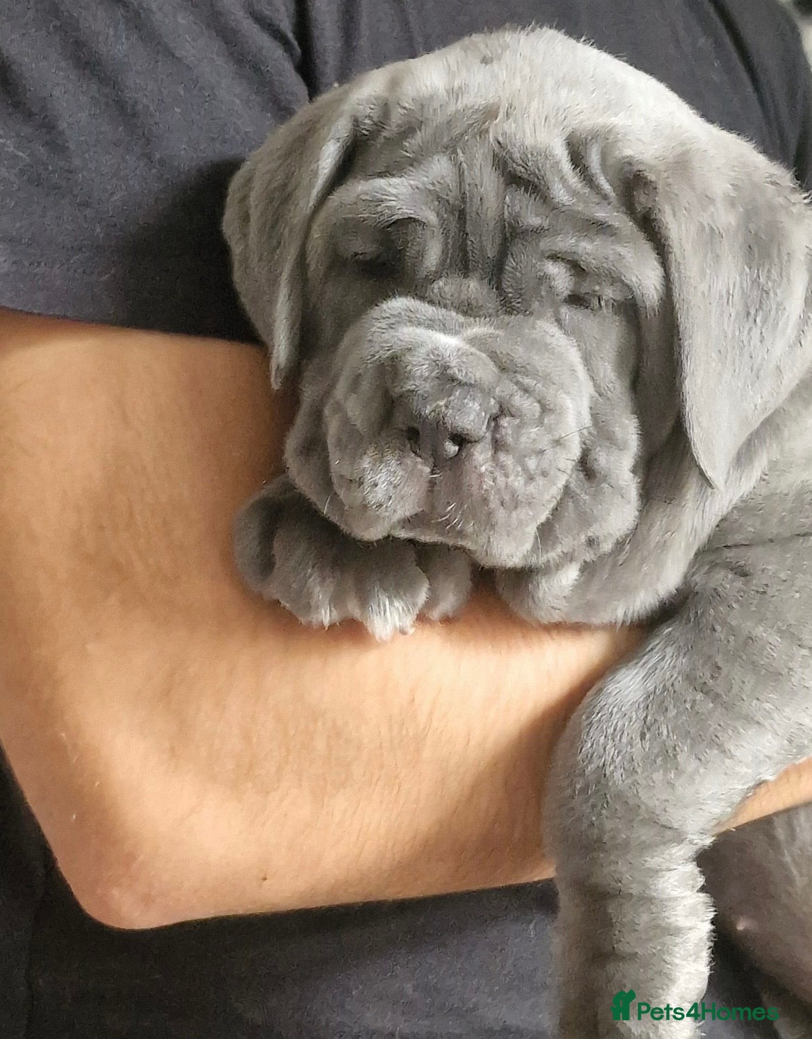 Neapolitan Mastiff dogs for stud: Neapolitan Mastiff Stud  - Advert 7