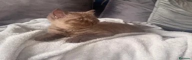 British Shorthair 2