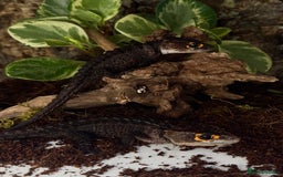 Skink reptiles for sale: Male & Female Pair Red Eye Crocodile Skinks  - Advert 4