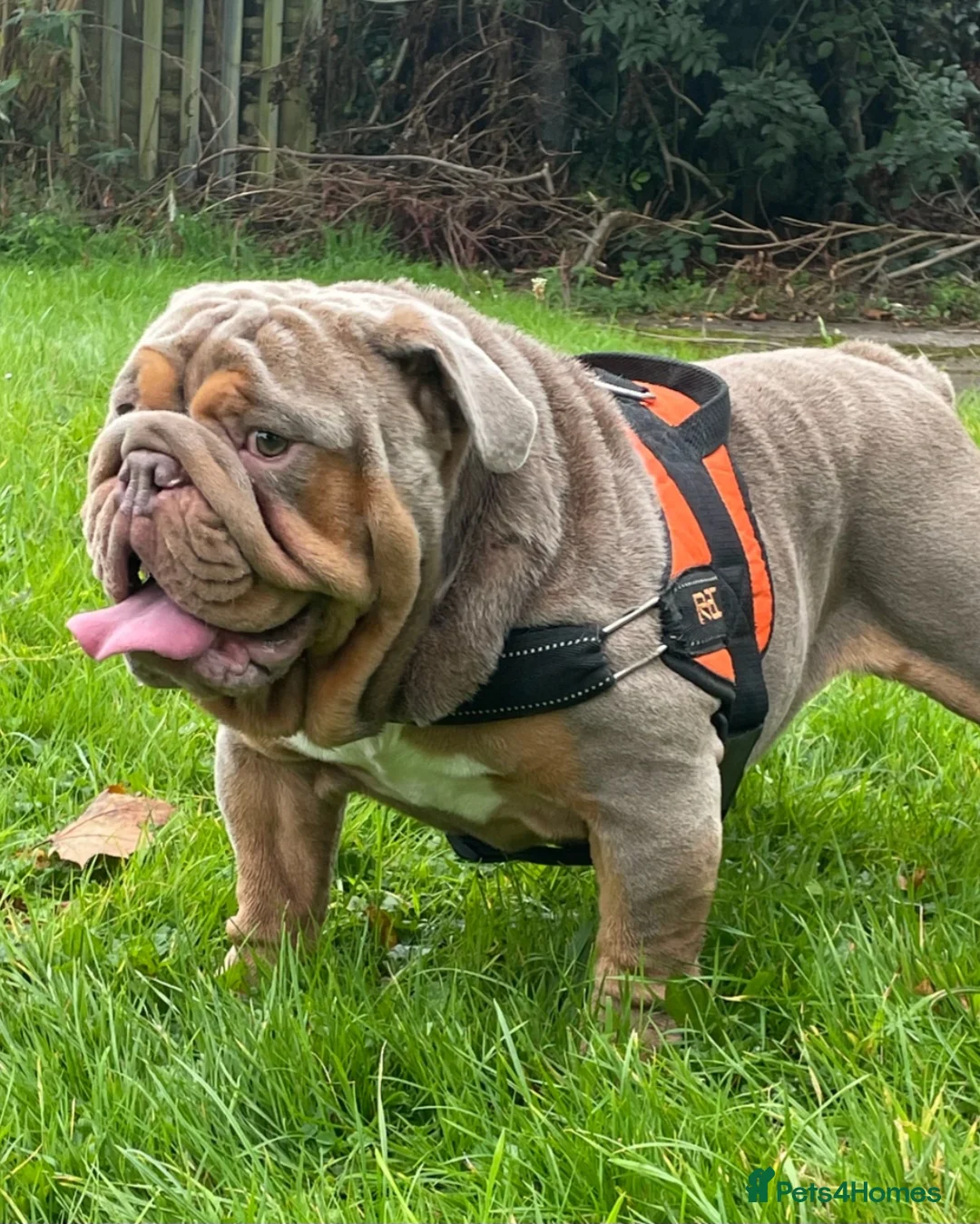 English Bulldog dogs for stud: English bulldog for stud - Advert 4