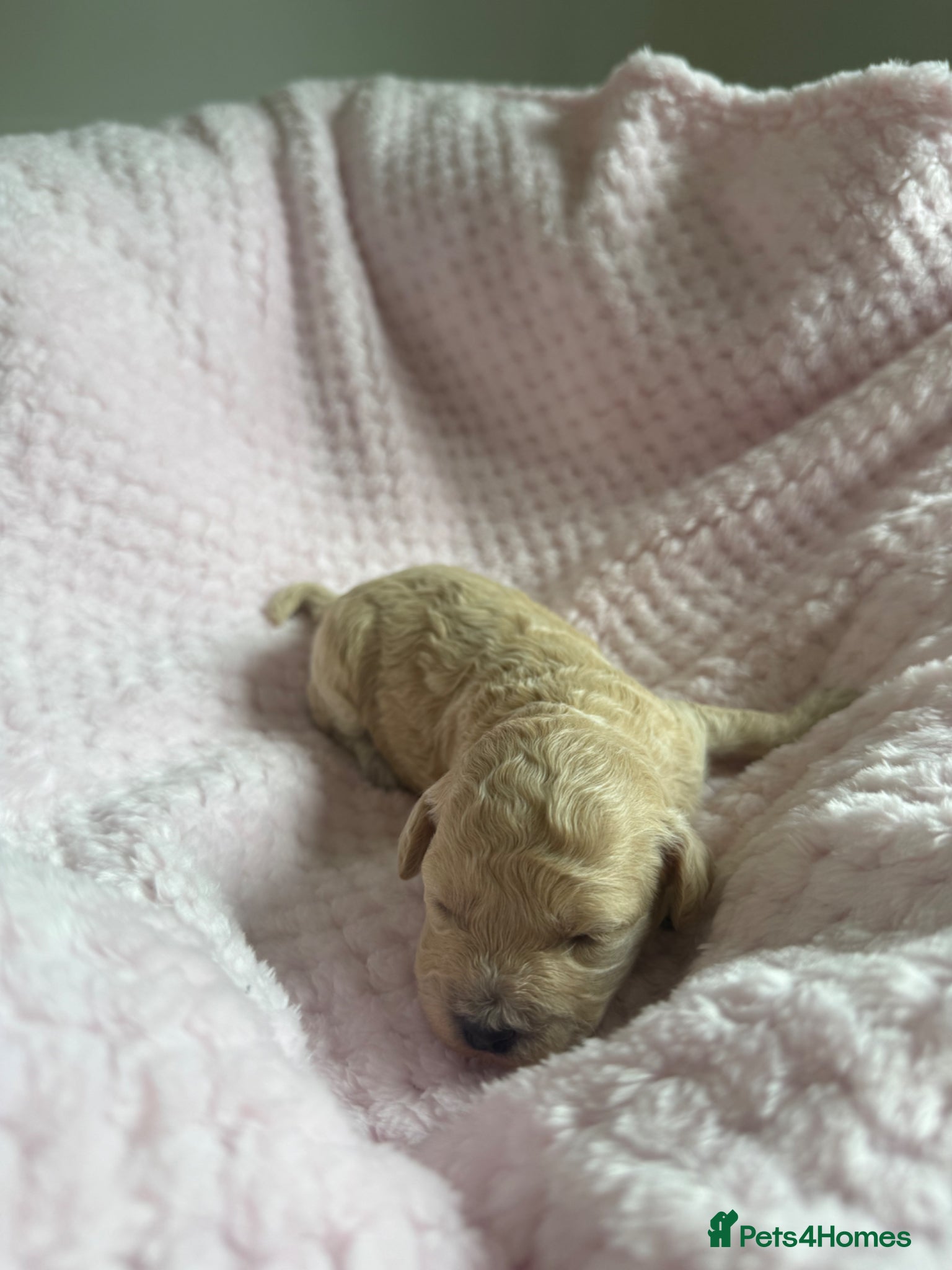Maltipoo dogs for sale: Champagne F1 Maltipoo Puppies  in Chelmsford - Advert 7