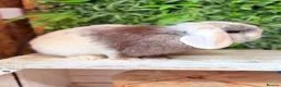 Mini Lop rabbits for sale: Mini lop doe  - Advert 2