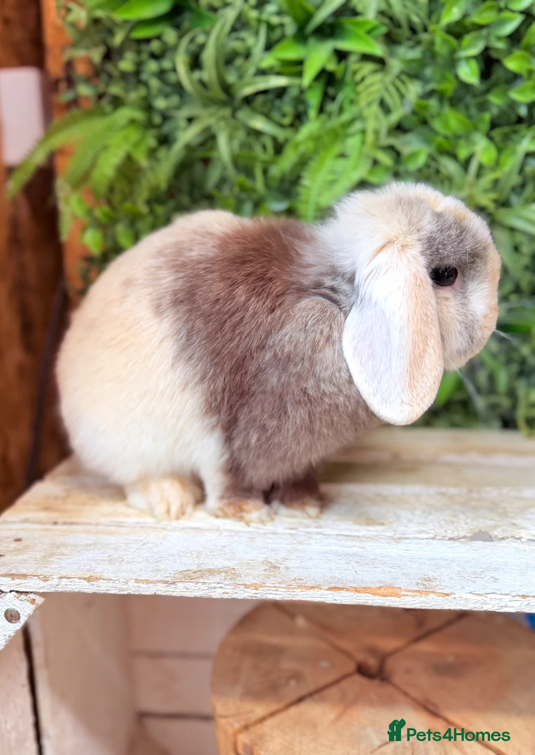 Mini Lop rabbits for sale: Mini lop doe  - Advert 2