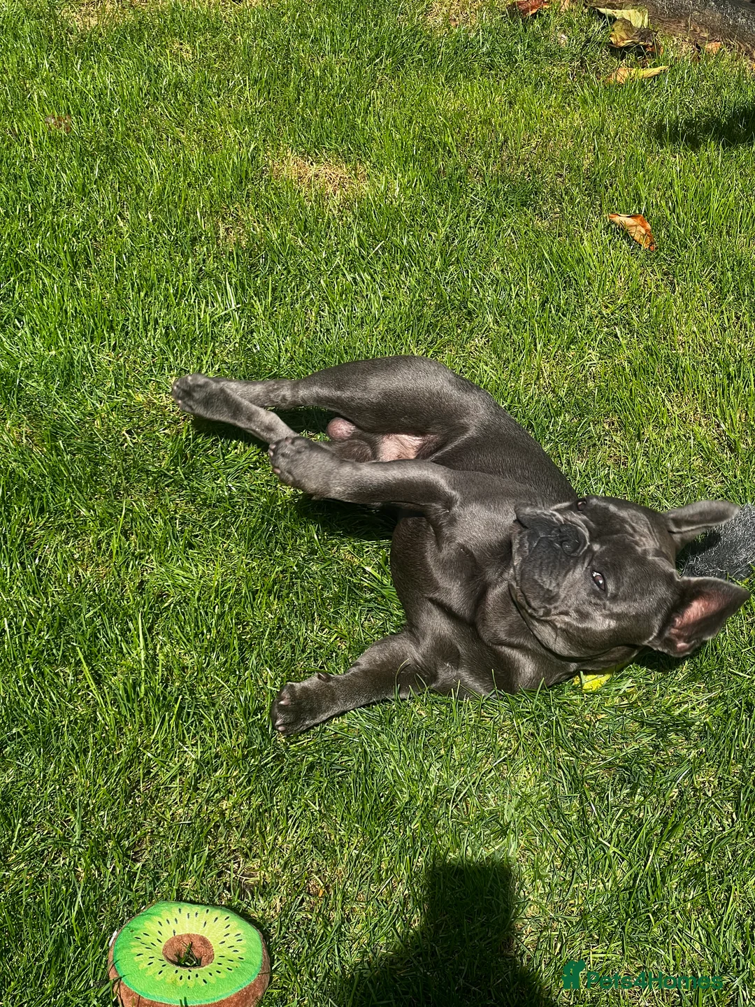 French Bulldog dogs for sale: Rehoming Beautiful Male French Bulldog - 2.5 y.o in Watford - Advert 10