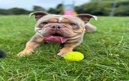 Olde English Bulldogge dogs for stud: LILAC TRI CARRYING FLUFFY - Image 3