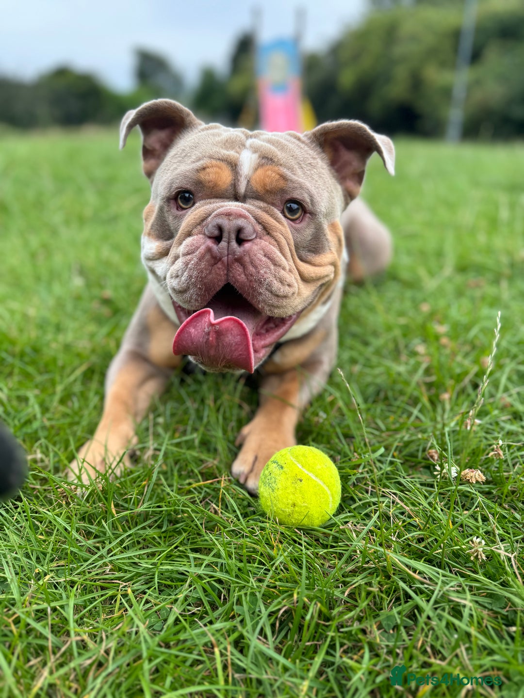 Olde English Bulldogge dogs for stud: LILAC TRI CARRYING FLUFFY - Image 3