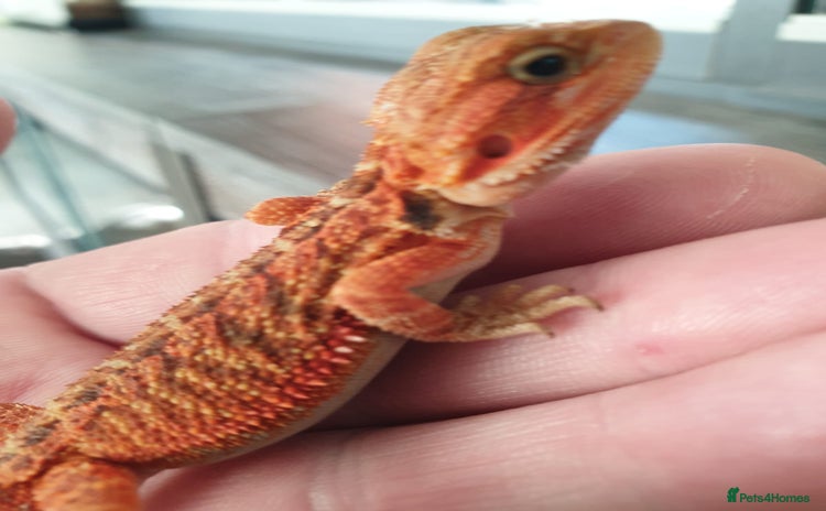 Bearded Dragon reptiles - Advert 9