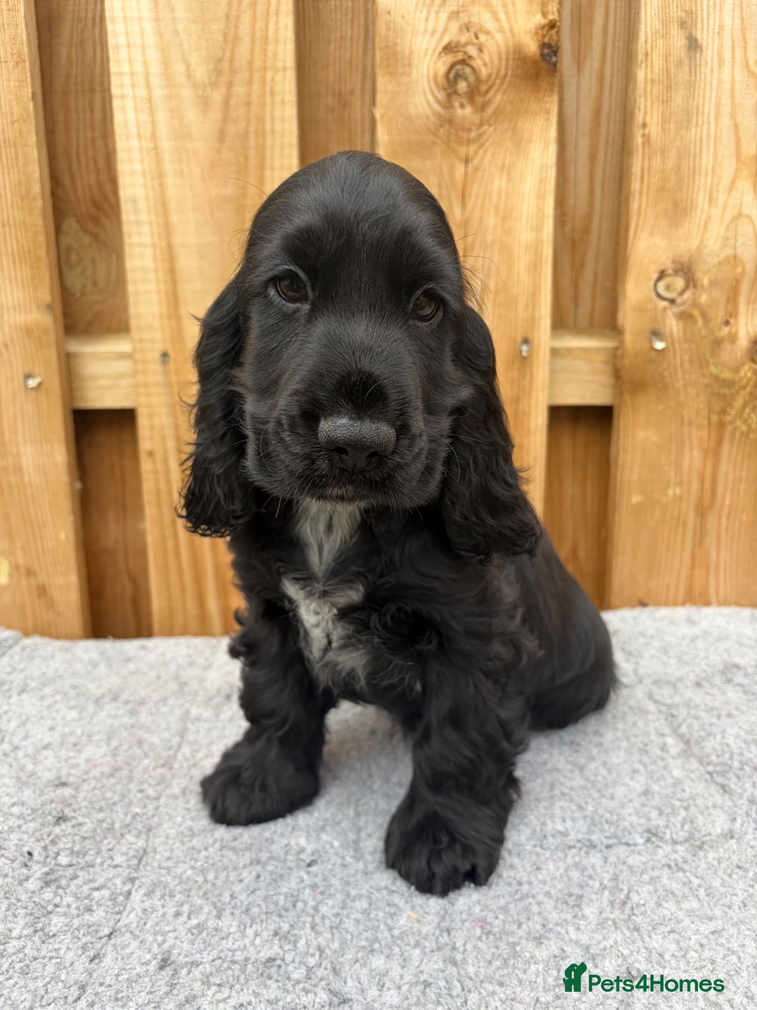 Cocker Spaniel dogs Ready now serbia import lines male - Advert 17