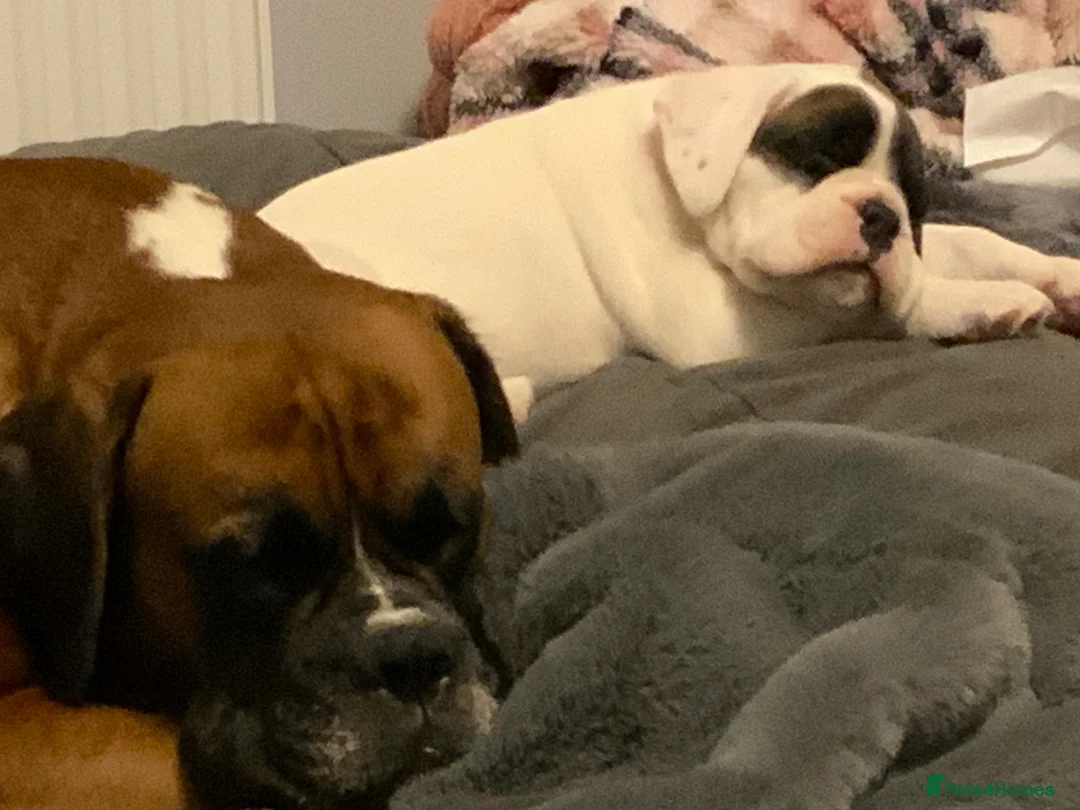 Boxer dogs for sale: Stunning White boy. - Advert 5