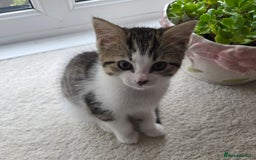 Mixed Breed cats for sale: 3 beautiful playful kittens ready for rehome - Image 5