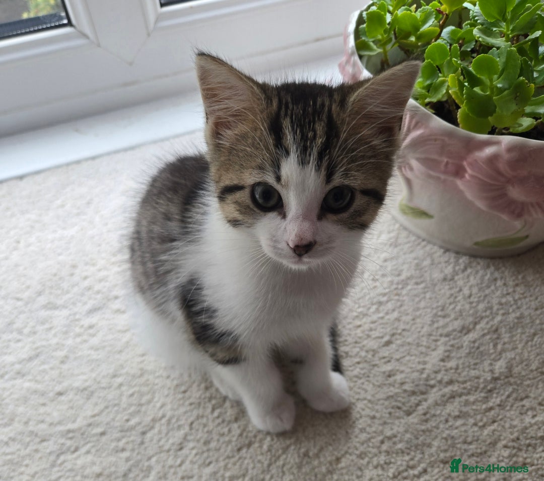 Mixed Breed cats for sale: 3 beautiful playful kittens ready for rehome - Image 5