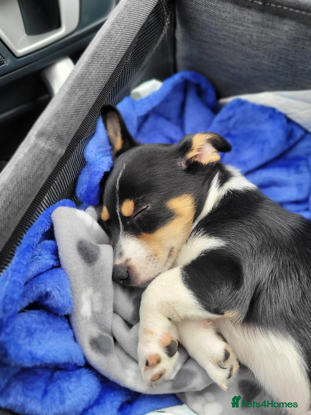 Mixed Breed dogs for sale: 9 week puppy. - Advert 1