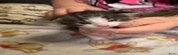 Mixed Breed cats for sale: Beautiful kittens - Advert 7