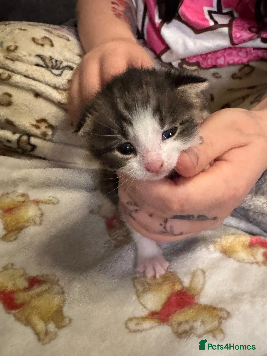 Mixed Breed cats for sale: Beautiful kittens - Advert 7