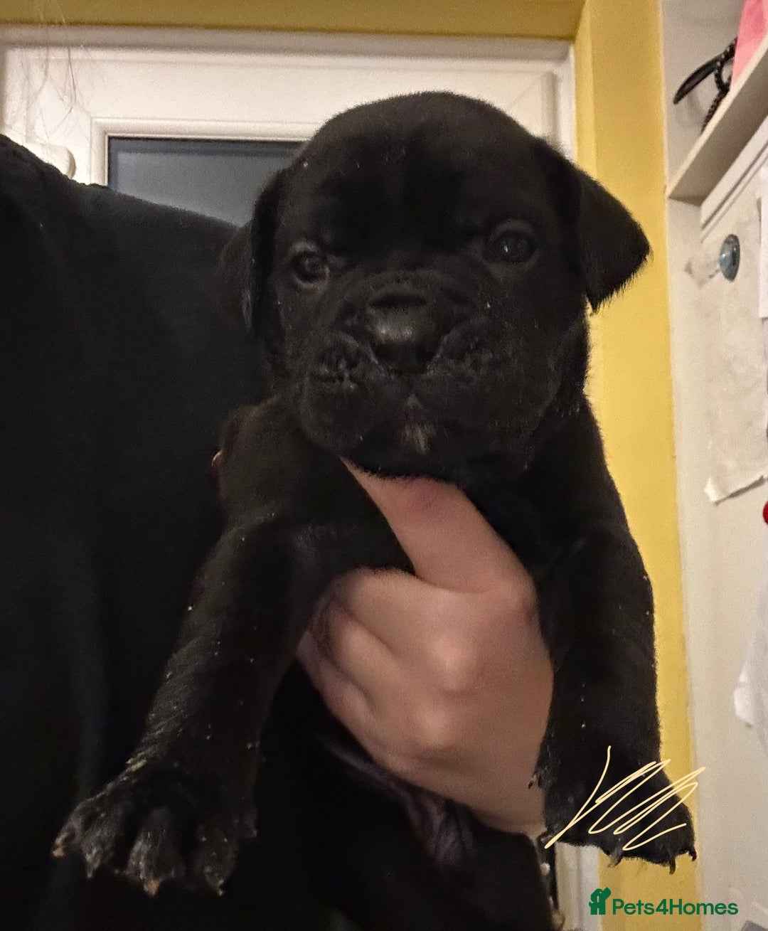 Cane Corso dogs for sale: Beautiful Cane Corso Puppies  - Advert 9