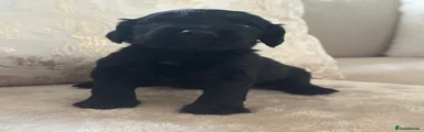 Cocker Spaniel 3