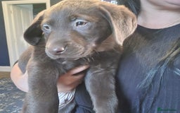 Labrador Retriever dogs for sale: 3x Male labrador puppies  - Image 5