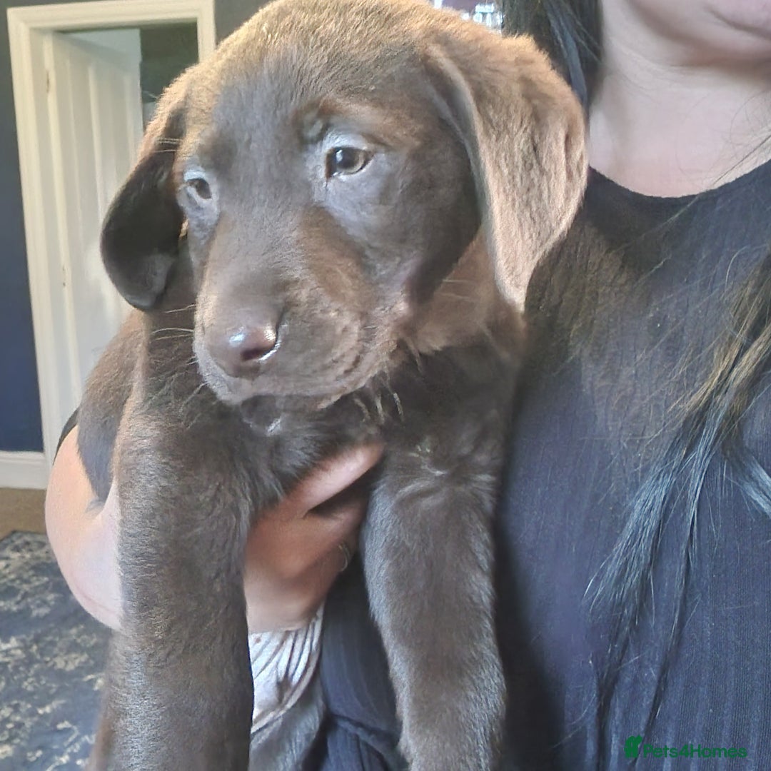 Labrador Retriever dogs for sale: 3x Male labrador puppies  - Image 5