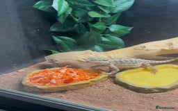 Bearded Dragon reptiles for sale: Bearded dragon with full setup - Image 1