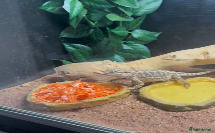 Bearded Dragon reptiles - Advert 3