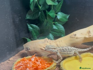 Bearded Dragon reptiles - Advert 30
