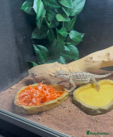 Bearded Dragon reptiles - Advert 2