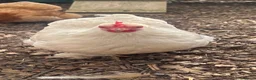 Chickens poultry for sale: Pekin bantams  in Deal - Advert 2