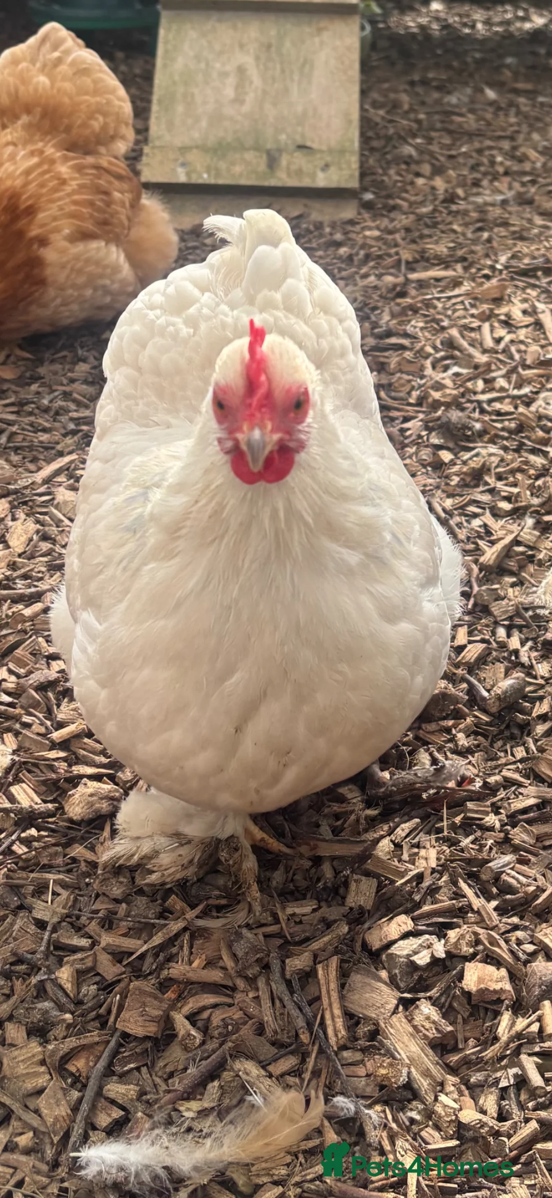 Chickens poultry for sale: Pekin bantams  in Deal - Advert 2