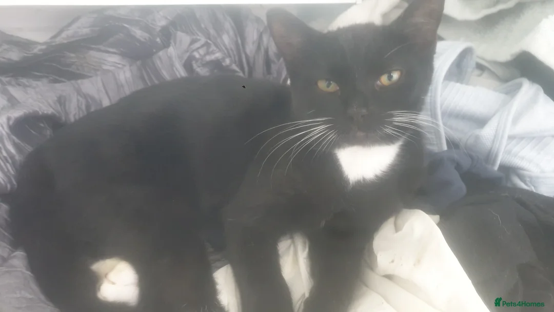 Mixed Breed cats for sale: Mixed breed older kittens  - Advert 2