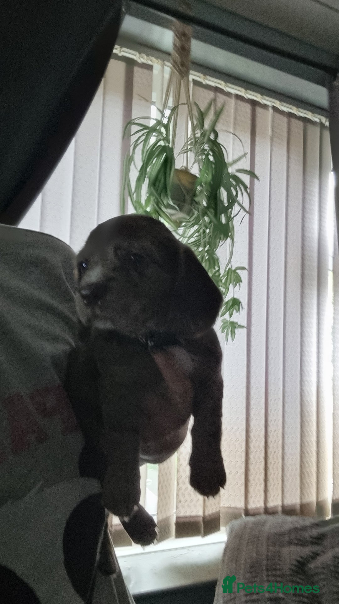 Mixed Breed dogs for sale: Docker  - Image 2