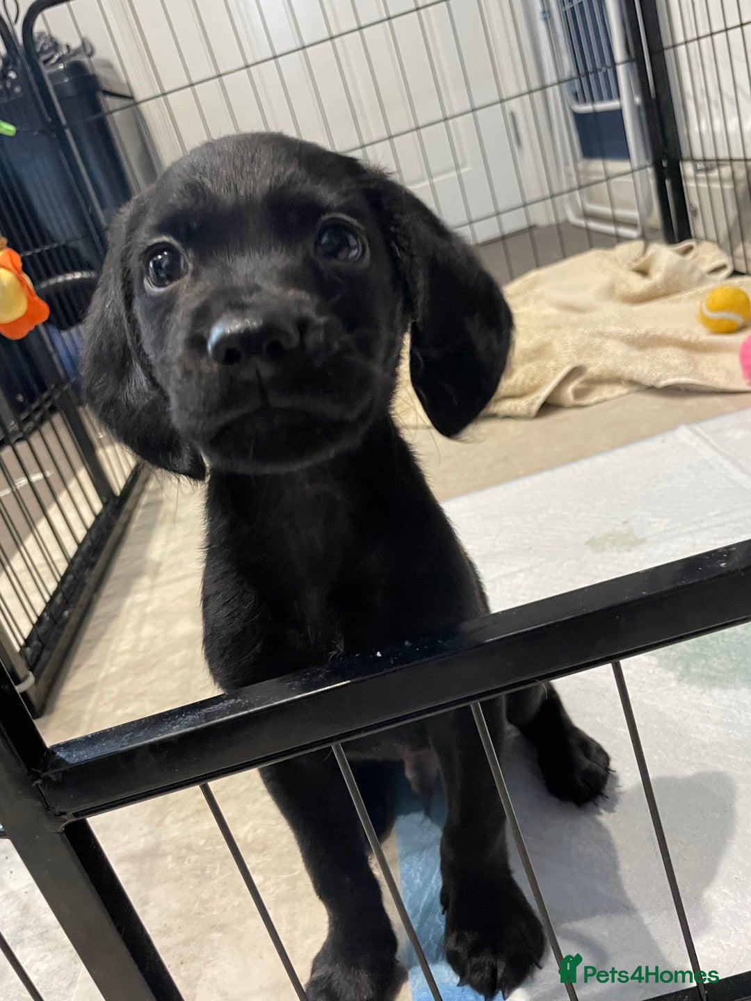 Cockerdor dogs for sale: 🐶BLACK MALE COCKADOR🐶 - Image 9