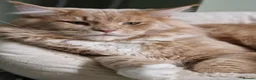Maine Coon cats for sale: Maine Coon Boys kittens World Champion Bloodlines - Advert 3