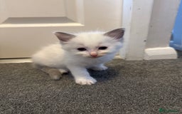 Ragdoll cats for sale: Blue bi coloured ragdoll kittens for sale  - Image 11