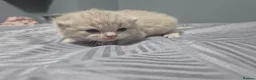 British Shorthair cats for sale: ☆☆ prestige chunky & solid british shorthairs ☆☆ - Advert 4