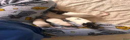 Rat rodents for sale: group of 4 friendly rats (cage+everything incl) - Advert 28