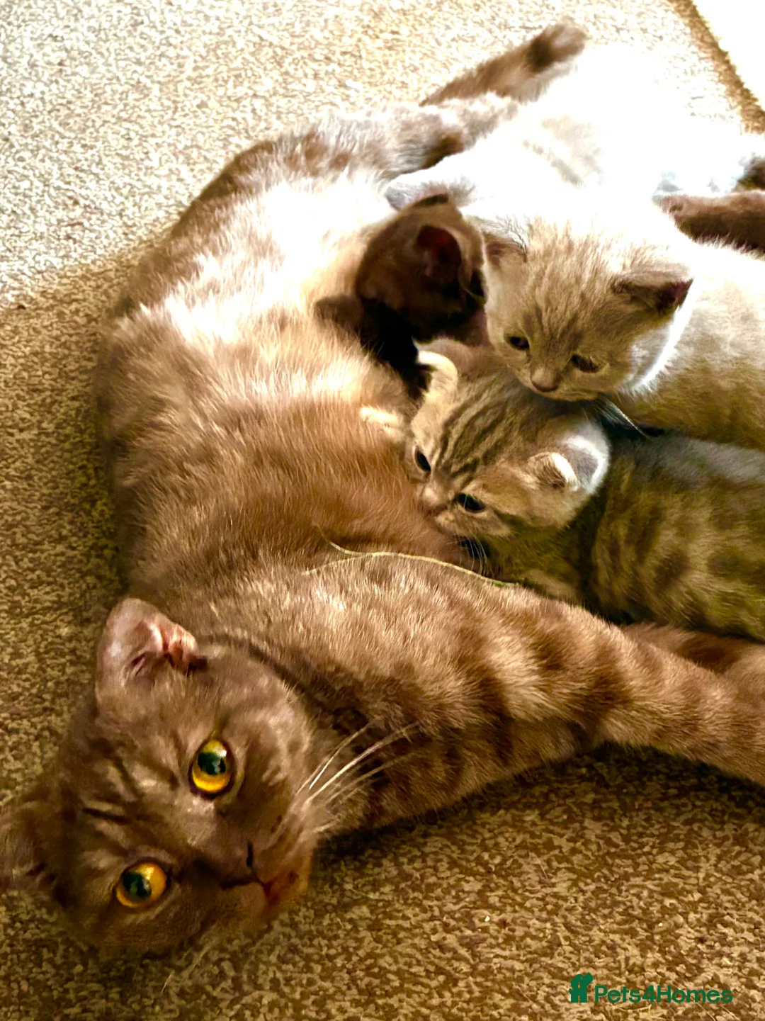 Scottish Fold cats for sale: 5 Scottish Fold Kittens for sale - Advert 1