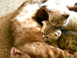 Scottish Fold cats for sale: 5 Scottish Fold Kittens for sale - Advert 1