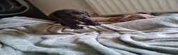 Cocker Spaniel dogs for sale: Beautiful KC Reg Show-Cocker Spaniel puppies  in Doncaster - Advert 38