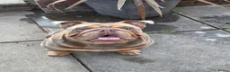 English Bulldog dogs for sale: British Bulldog for sale - Advert 2