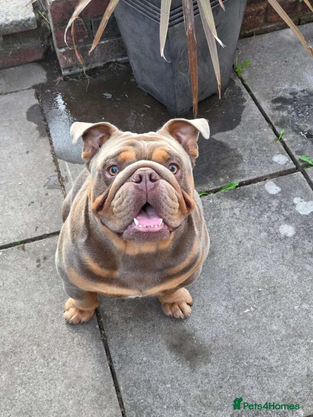 English Bulldog dogs for sale: British Bulldog for sale - Advert 2