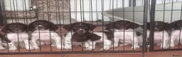 English Springer Spaniel dogs for sale: 7 gorgeous working springer spaniels  - Advert 11