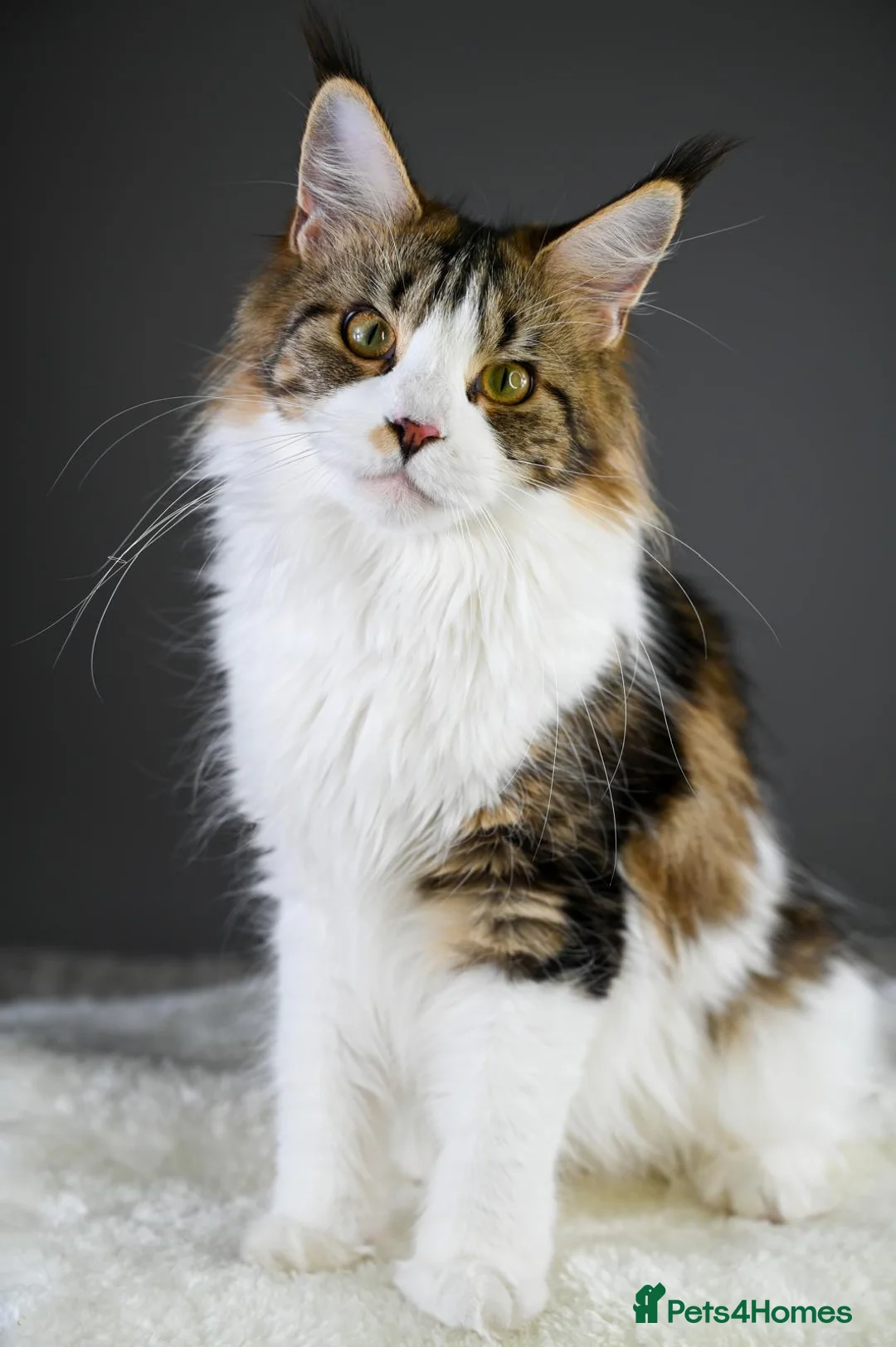 Maine Coon cats for sale:  Our beloved Robin - A truly sweet girl  - Advert 6