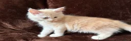 Maine Coon cats for sale: Maine Coon Cross Kittens  - Advert 10