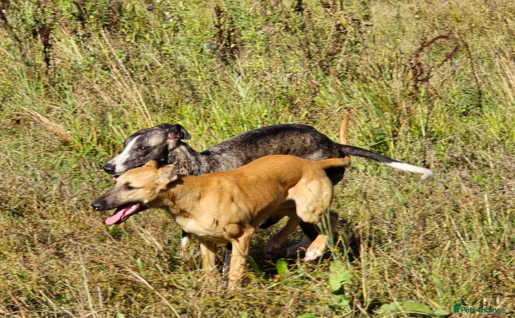 Whippet dogs in Warminster - Advert 6