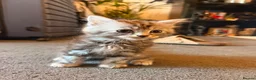 Bengal cats for sale: Bengal cross kittens  - Advert 8