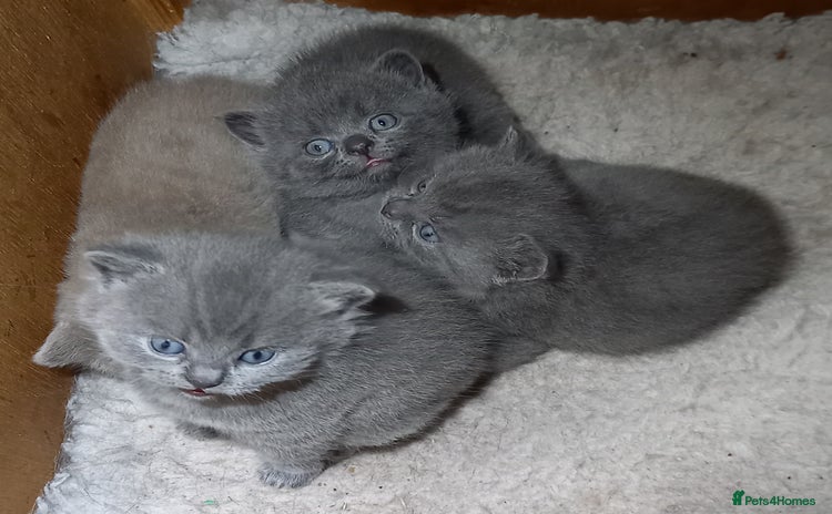 British Shorthair cats - Advert 1