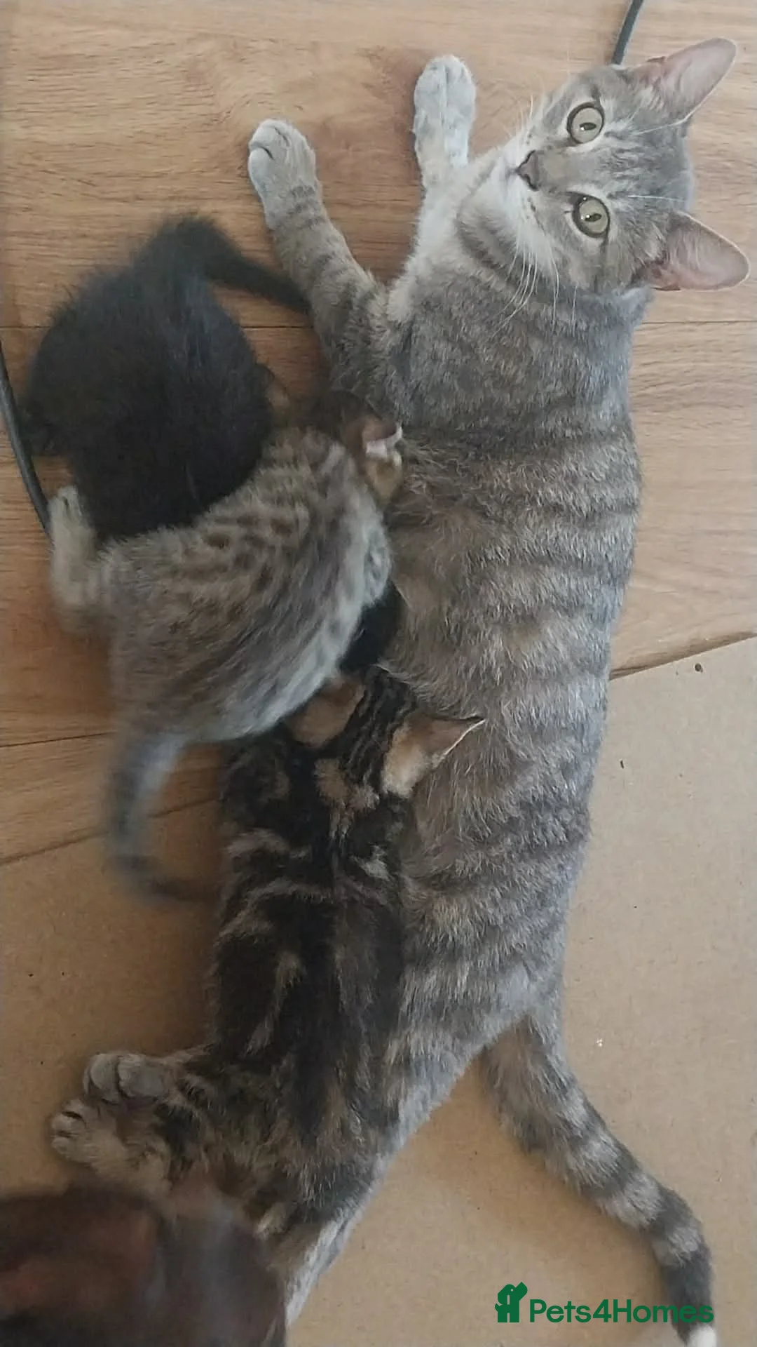 Mixed Breed cats for sale: 3 kittens for sale  - Advert 1