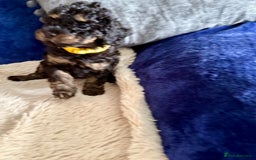 Cavapoo dogs for sale: Adorable F1b toy Cavapoo puppies ready to reserve - Image 10